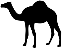 mon chameau